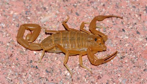 types  scorpions  arizona pictures  identification