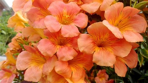 Campsis Flower Trumpet - Free photo on Pixabay