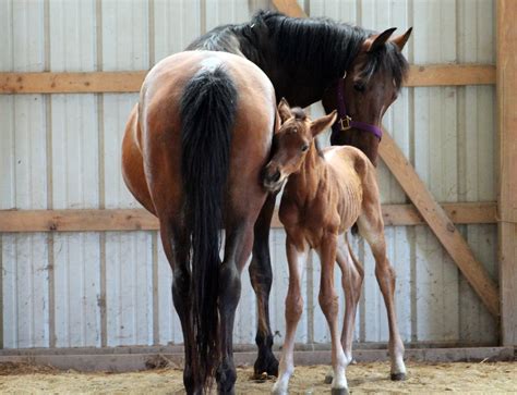 Logran elegir el sexo de los caballos desde embrión | Mundoagro