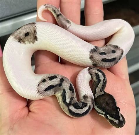 How Big Does a Ball Python Get? | Terrarium Quest