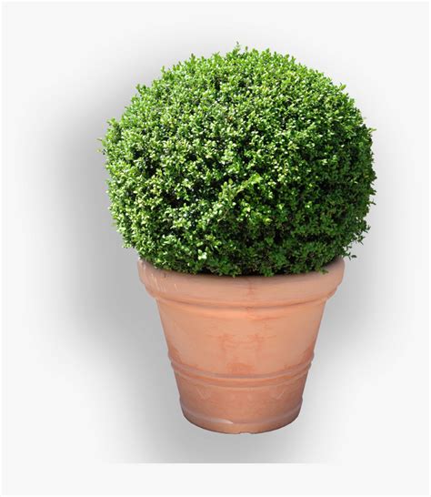 Buxus Sempervirens, HD Png Download , Transparent Png Image - PNGitem