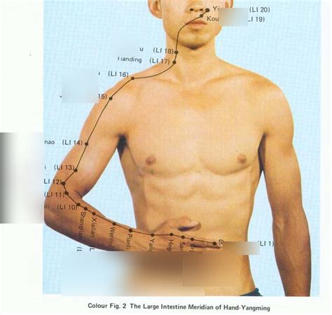 Large Intestine Meridian Key Points Diagram | Quizlet