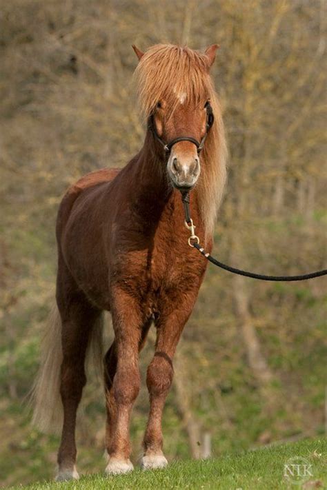 Icelandic Horse Grazing in a Lush Green Field