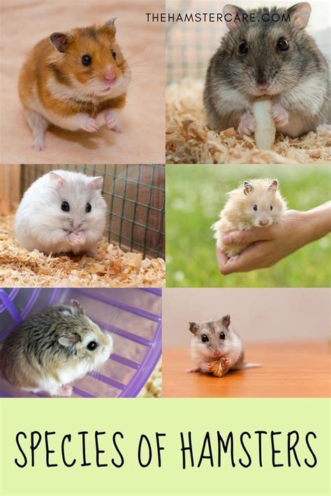 types of hamsters, hamster specieis, hamster breed, hamster pet ...