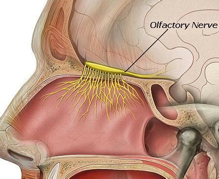 Science, Natural Phenomena & Medicine: Olfactory Nerve (CN I)