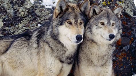 Wolves Screensavers and Wallpaper (63+ images)