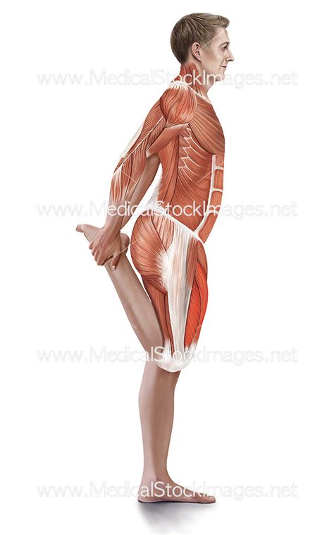 Standing Quadriceps Stretch with Muscles Highlighted – Medical Stock ...