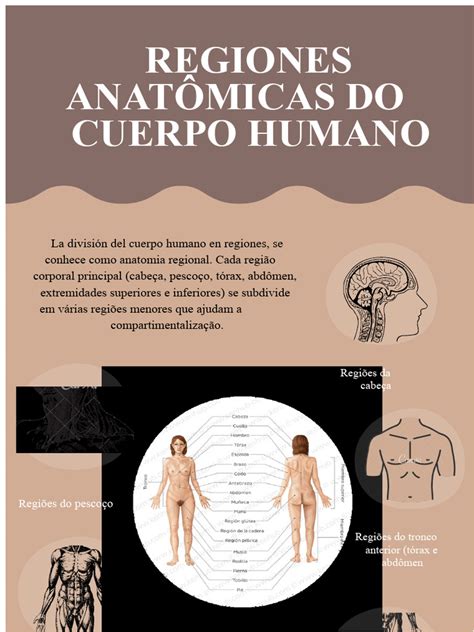 Regiões Mucosas Do Corpo - Regiões Anatômicas do Corpo Humano | PDF