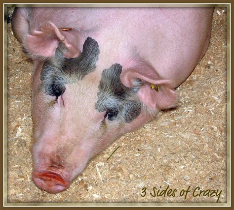 MISS PIGGY EAT YOUR HEART OUT