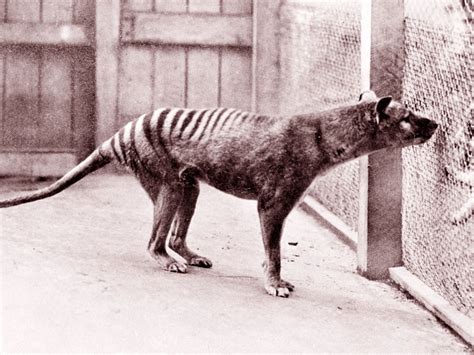 Extinct Tasmanian Tigers May Have Survived Longer Than Previously Thought