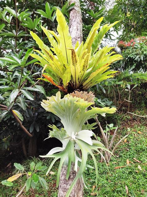 tandu rusa Anlage, Platycerium bifurcatum 21232472 Stock-Photo bei Vecteezy