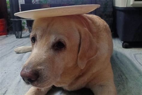 yellow lab  stop guide   yellow labrador retriever