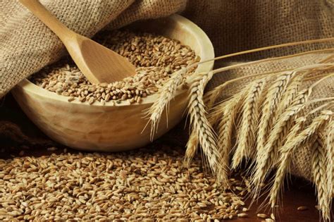 IGC forecasts record wheat crop in 2020-21 | 2020-02-28 | World Grain