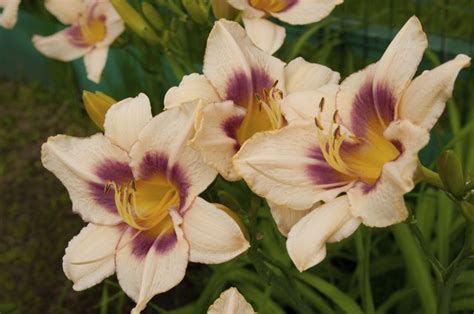 Daylilies That Bloom All Summer Long | Hunker