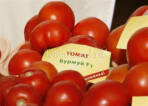 Томат Буржуй: отзывы, фото, урожайность, описание и характеристика