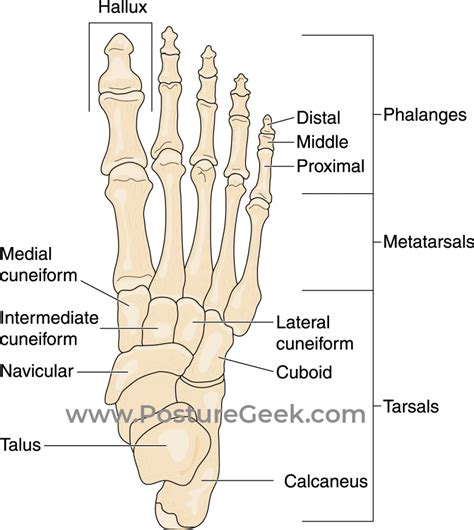 Foot and Ankle Anatomy - A base of support for all above.