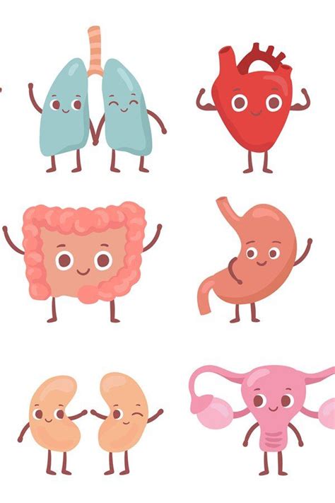 organs clipart clip art library