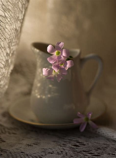 Pin by Bale Can on Cicek | Beautiful flowers, Beautiful, Flowers