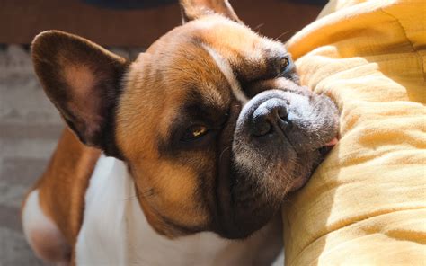 Bulldog Has Painfully Relatable Reaction to Being Woken Up by New Baby ...