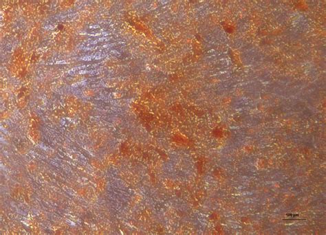 Isolation, Culture, and Characterization of Dental Pulp Stem Cells from ... 