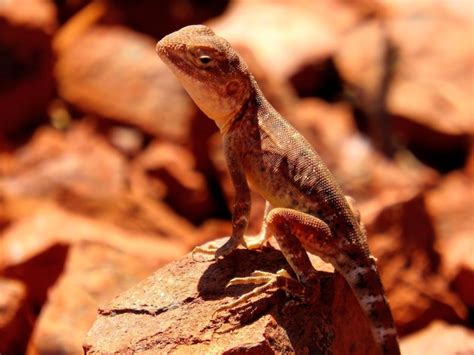 premium photo ring tailed dragon