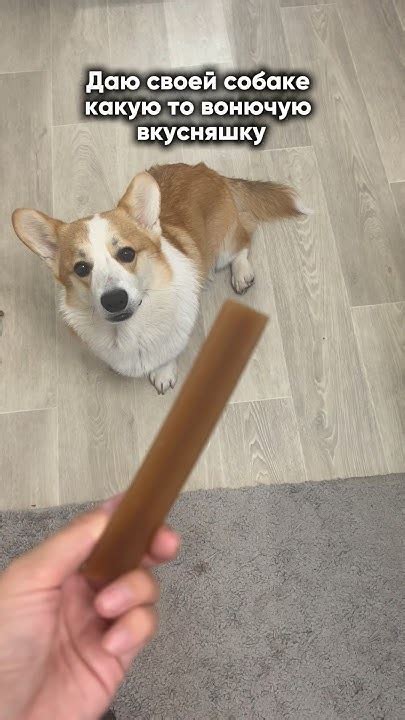 И так каждый раз 😂 #корги #собака #коргипемброк #corgi #коргищенки # ...