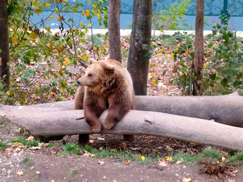 Honeymoon lessons at the Bern Bear Park