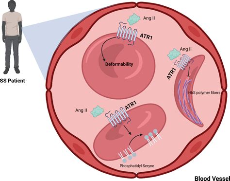 scheme demonstrating  importance   receptor  erythrocytes