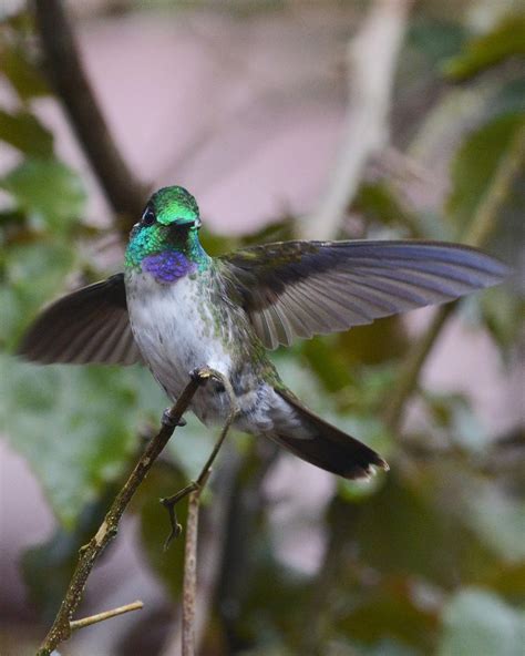 Local guides explain what makes ciales a hidden mountain gem 20