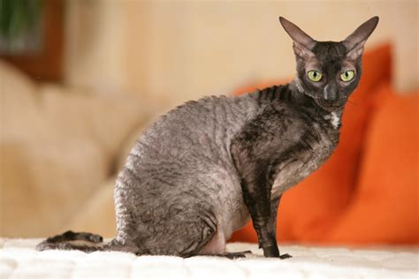 Cornish Rex Cat: Breed Info, Pictures, Traits & Facts - Catster