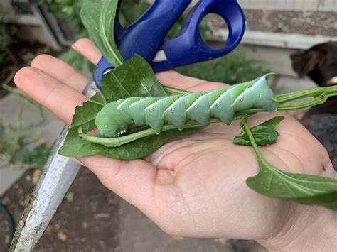 The squirrels keep getting my other tomatoes but atleast I have plenty