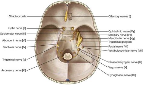 Trochlear Nerve (Cranial Nerve 4)