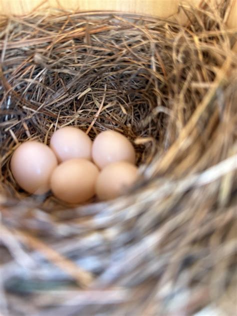 house sparrow eggs 4