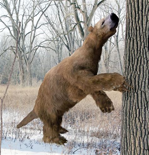 Giant Ground Sloth (Sid from Ice Age was based off it) : r/Naturewasmetal