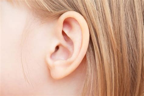 10 Essential Facts for Understanding the Ear - Facty Health