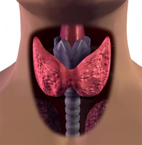 Как поддерживать щитовидную железу | Thyroid gland, Thyroid issues ...