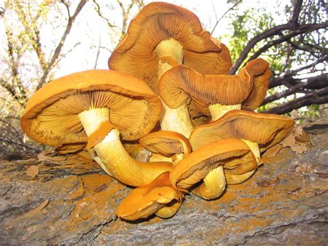 Shroomery - Gymnopilus junonius