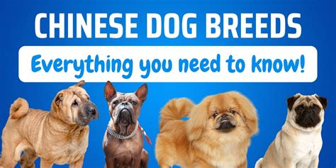 Chinese Dog Breeds: 10 Charming Breeds That You’ll Love
