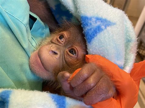 Special Team Called in to Help 12-Year-Old Endangered Orangutan Through ...