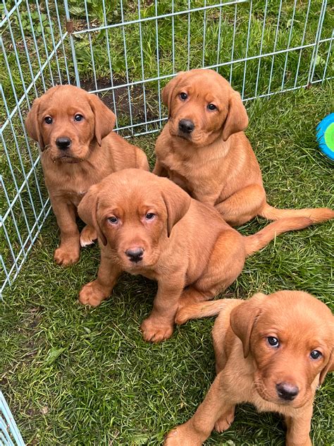 Red Labrador Retriever Puppies