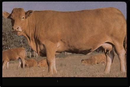 Cattle Flashcards Flashcards | Quizlet