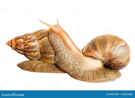 Snails Achatina Fulica In The Terrarium Royalty-Free Stock Photo ...