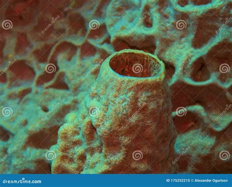 sea sponge stock image image  animal world tropic