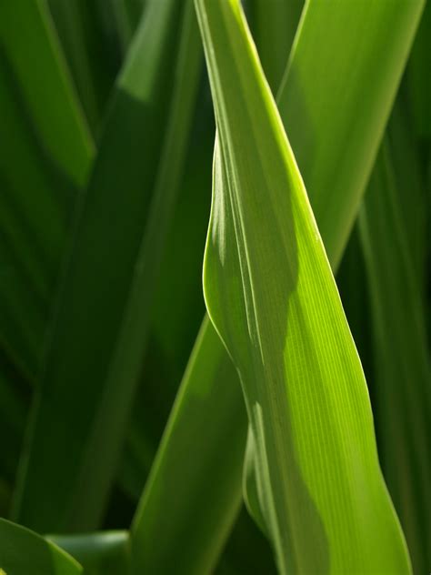 green leaf plant  close  photography photo  green image