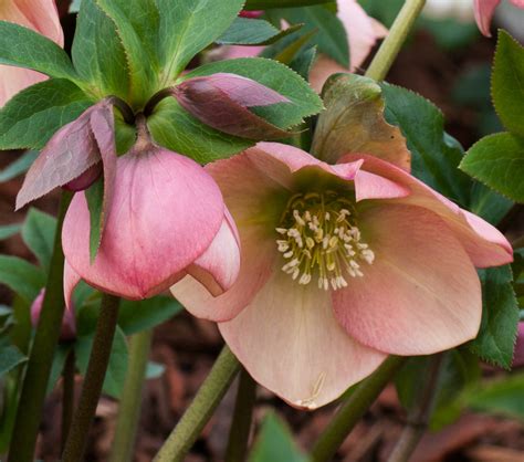 Apricot peach - Post Office Farm Nursery