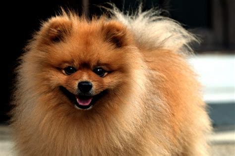 Fotos Dos Cachorros Mais Caros Do Mundo - Conheça as 9 raças de cachorros mais caras do mundo - GMC Online