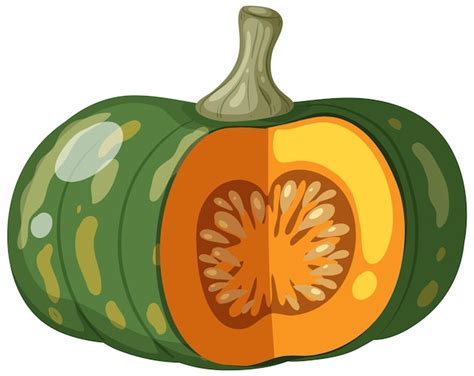 squash clipart   squash clipart png images