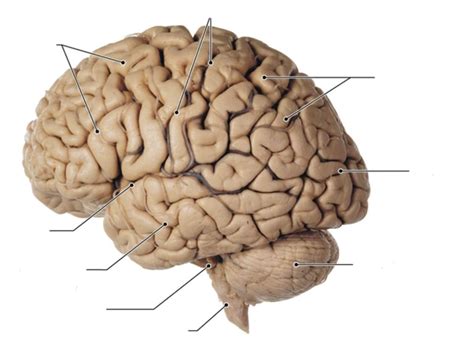 biology terms brain structures definitions study set flashcards