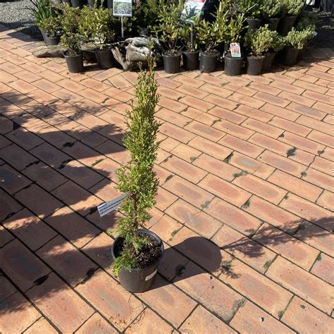 Cupressus sempervirens 'Totem' 2L - Lushingtons