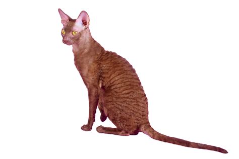 رعاية كس الحيوانات البرية الكنغر الصغيرة, كس, الحريه, قطة PNG صورة 